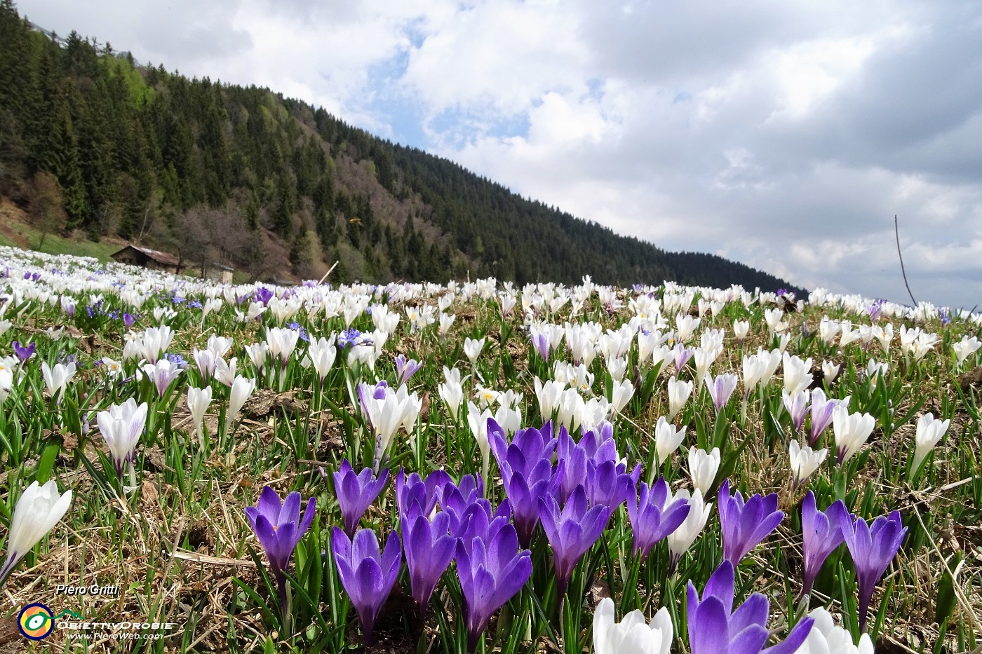 61 Distese di crocus bianchi e violetto.JPG